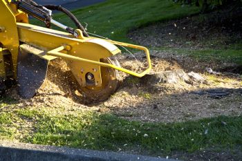Stump Grinding & Stump Removal in Smith Village, Oklahoma by Apple Valley Eco Landscapes