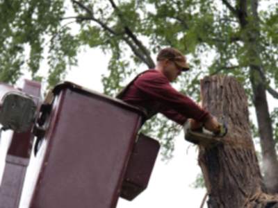 Tree services in Smith Village by Apple Valley Eco Landscapes